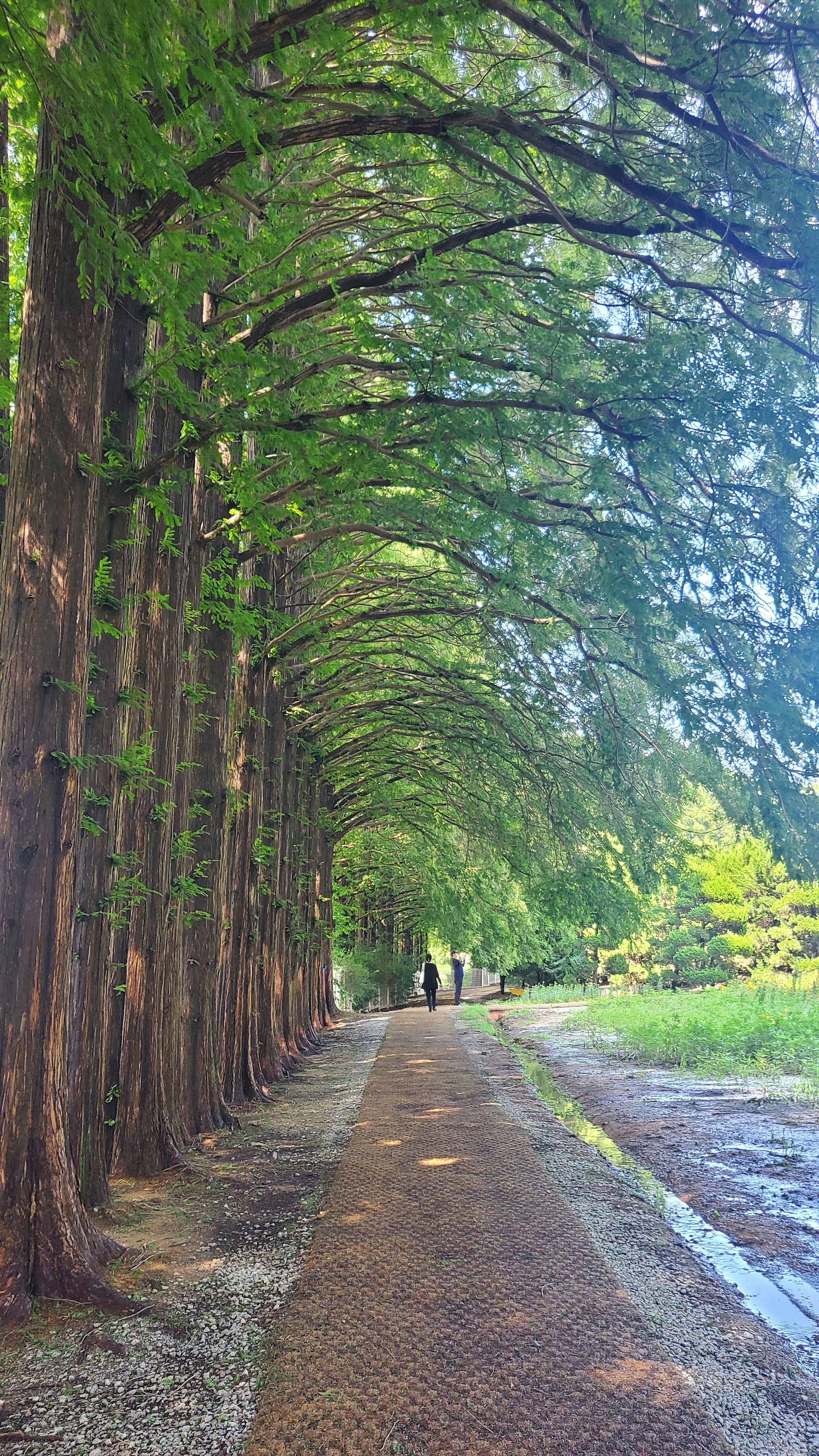 봄날의햇살같이