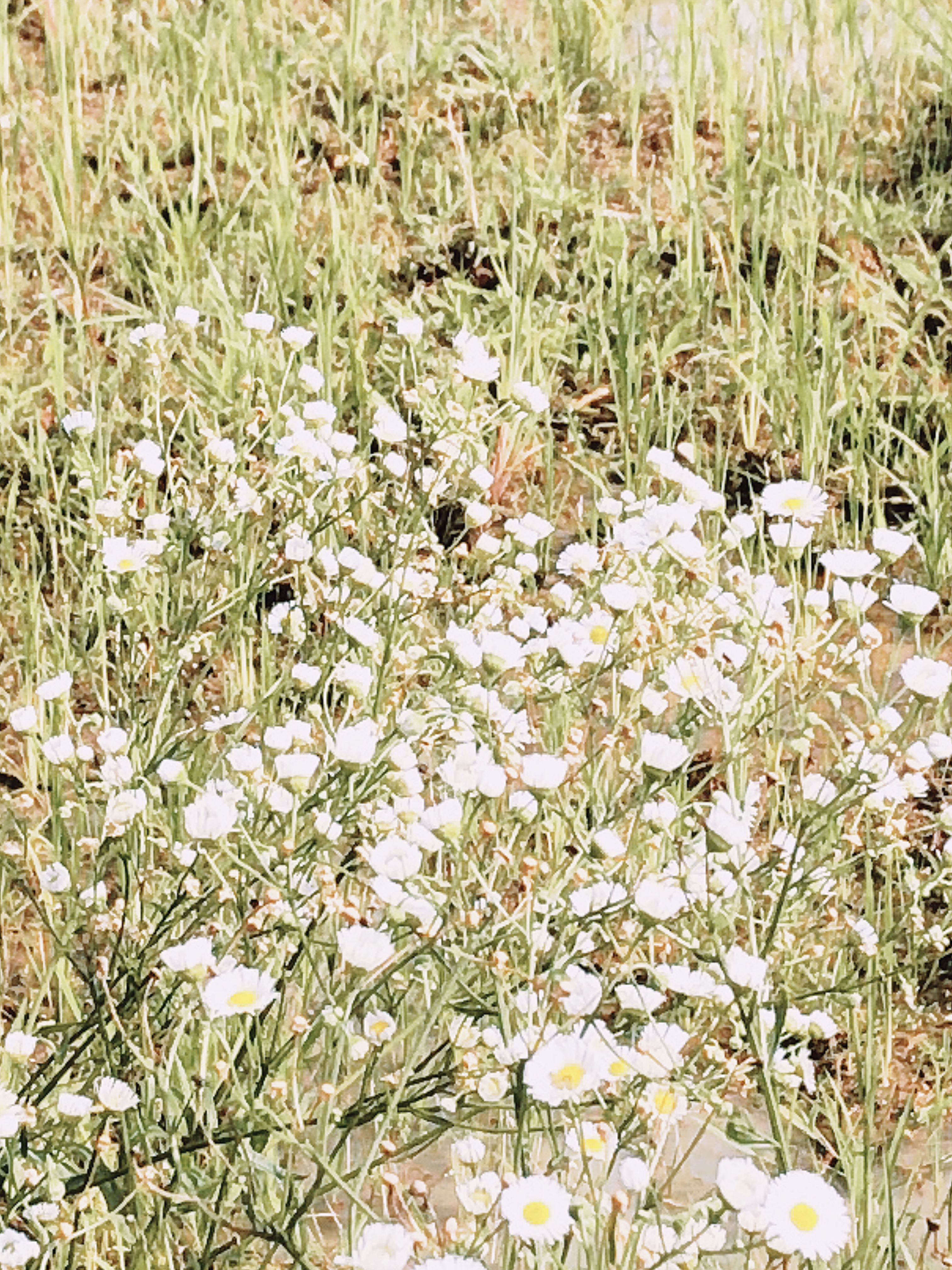 오리사이 병아리