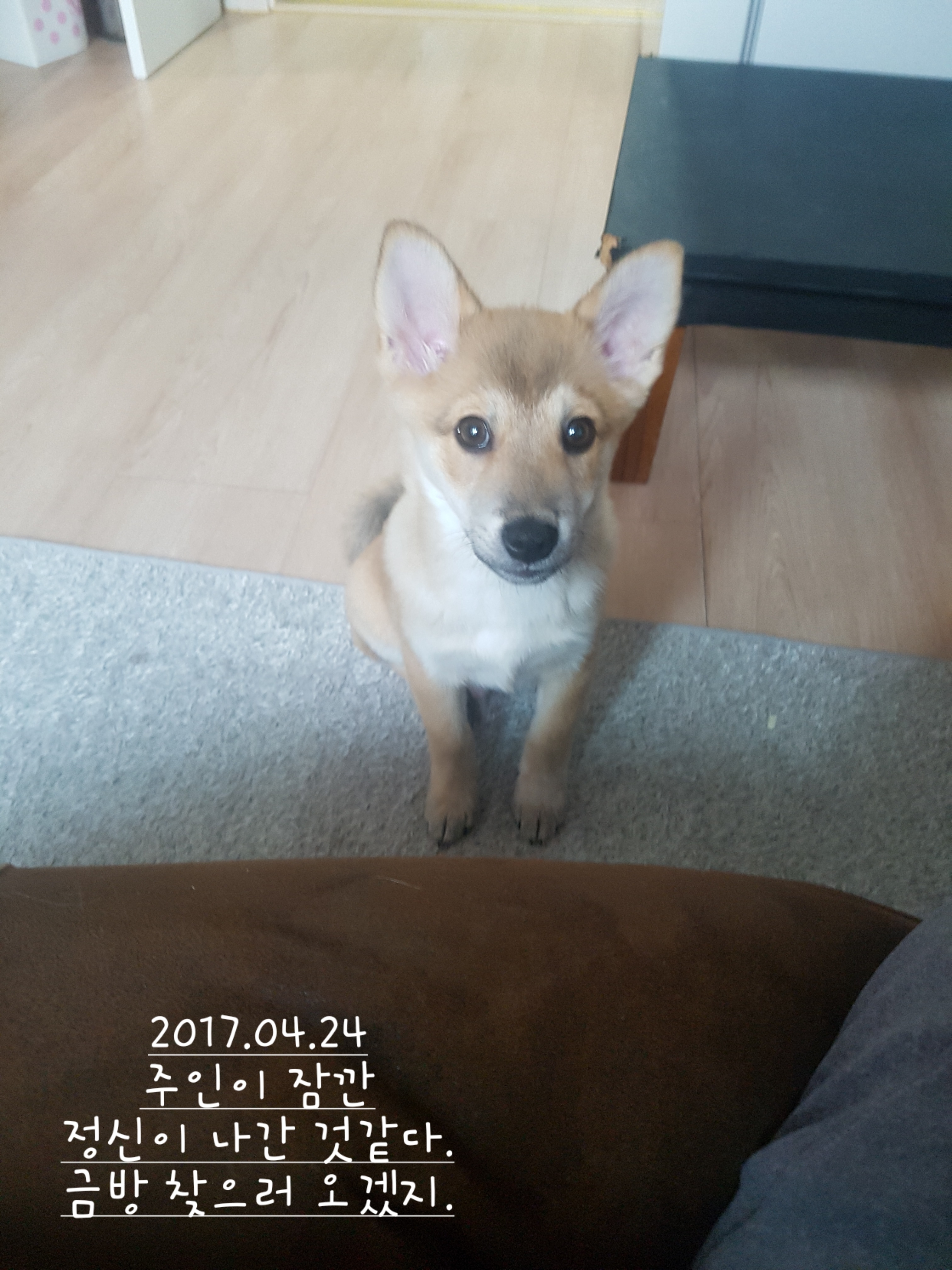 브런치 키워드: 시바