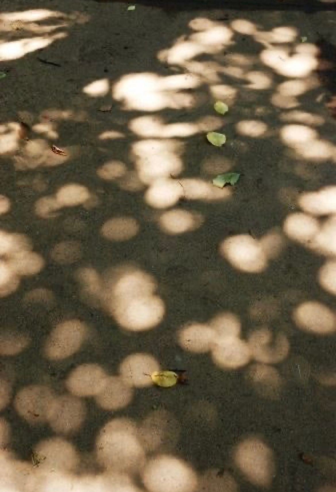 볕뉘