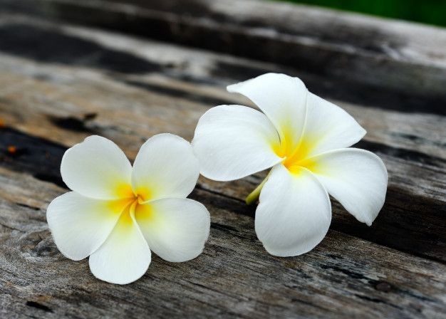 frangipani