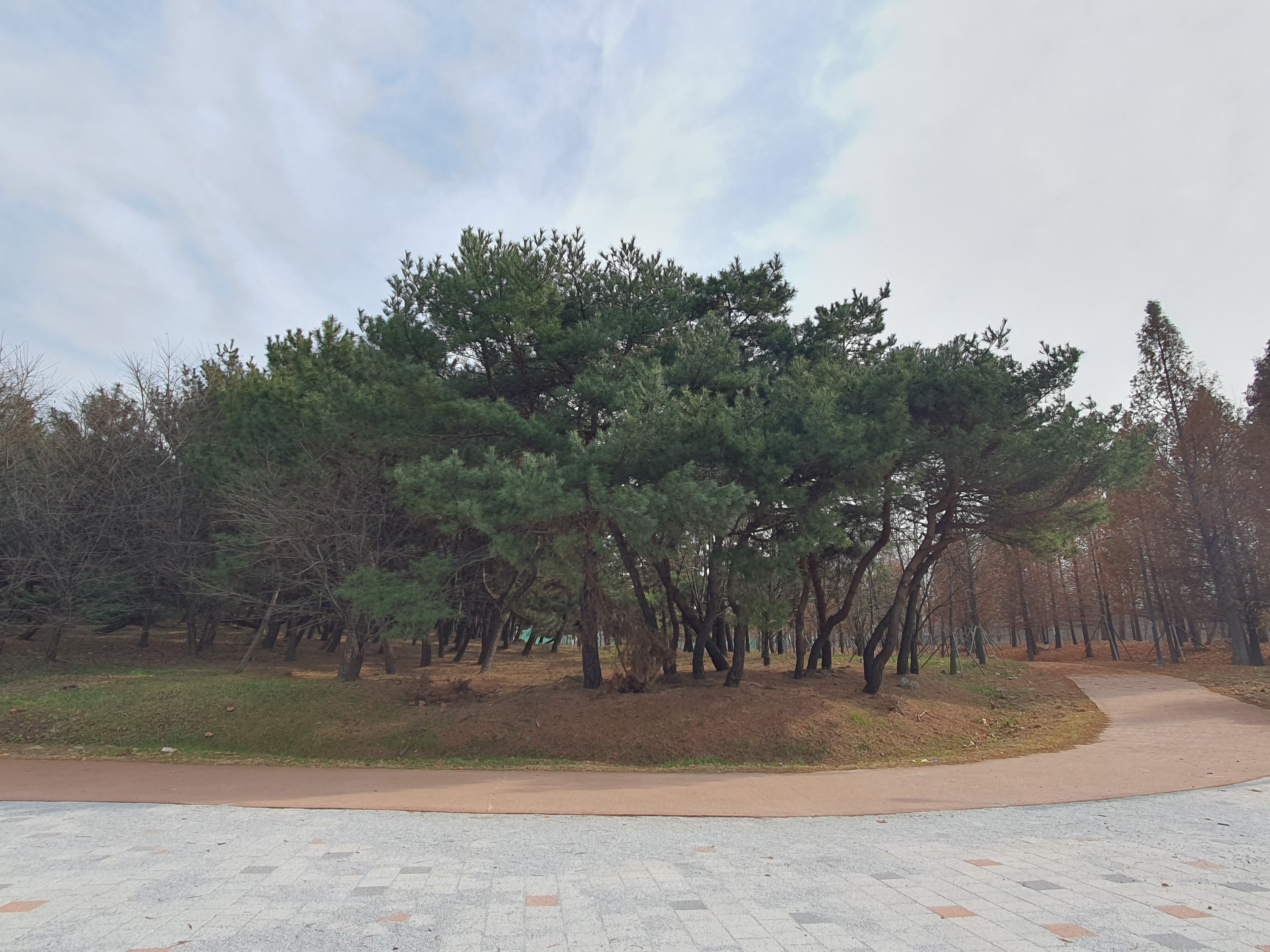 소나무케이크 이미지