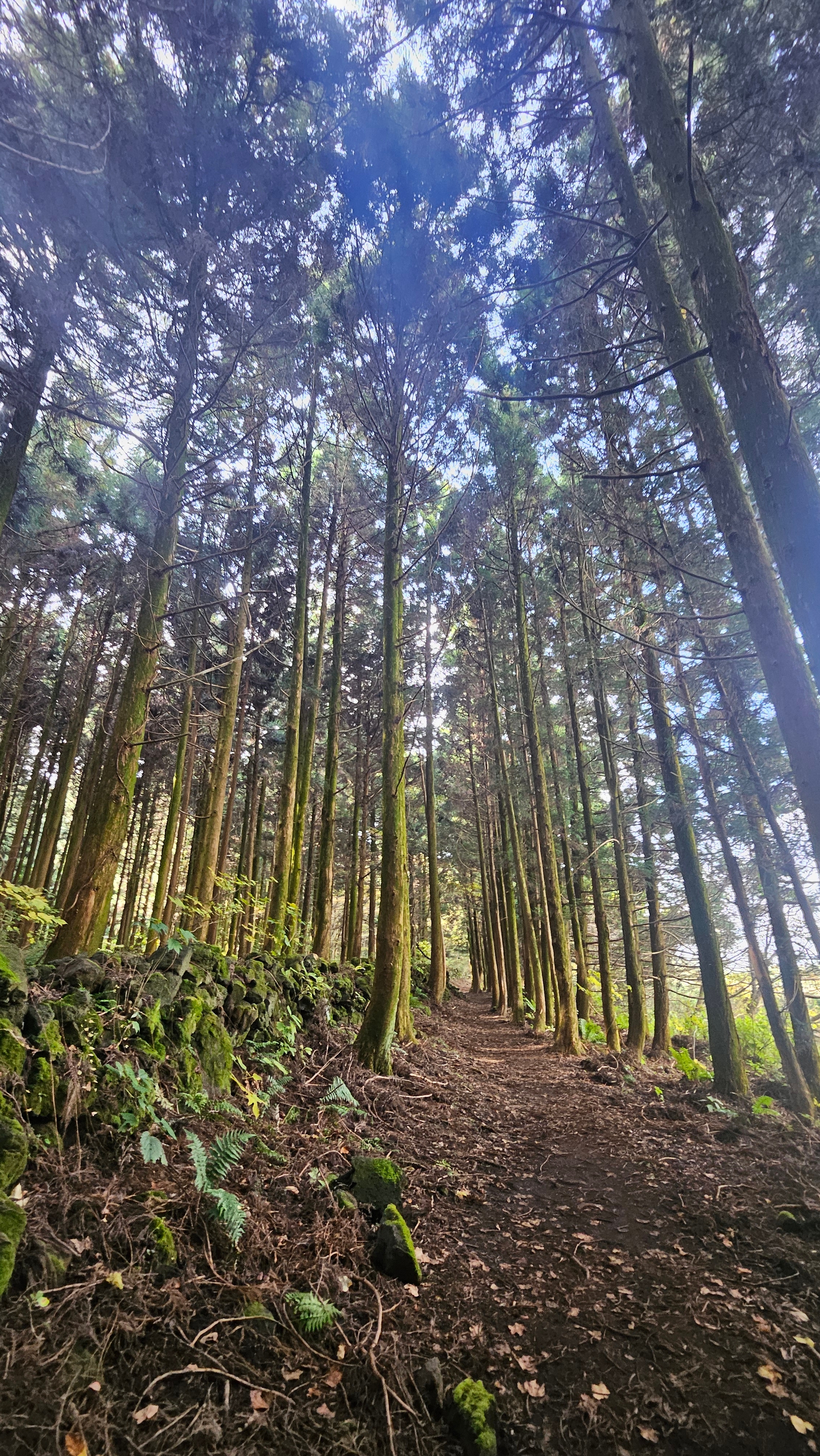 제주돌담 이미지