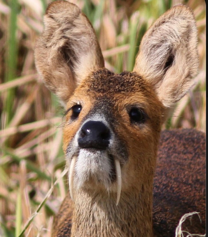 고고학자고라니라니