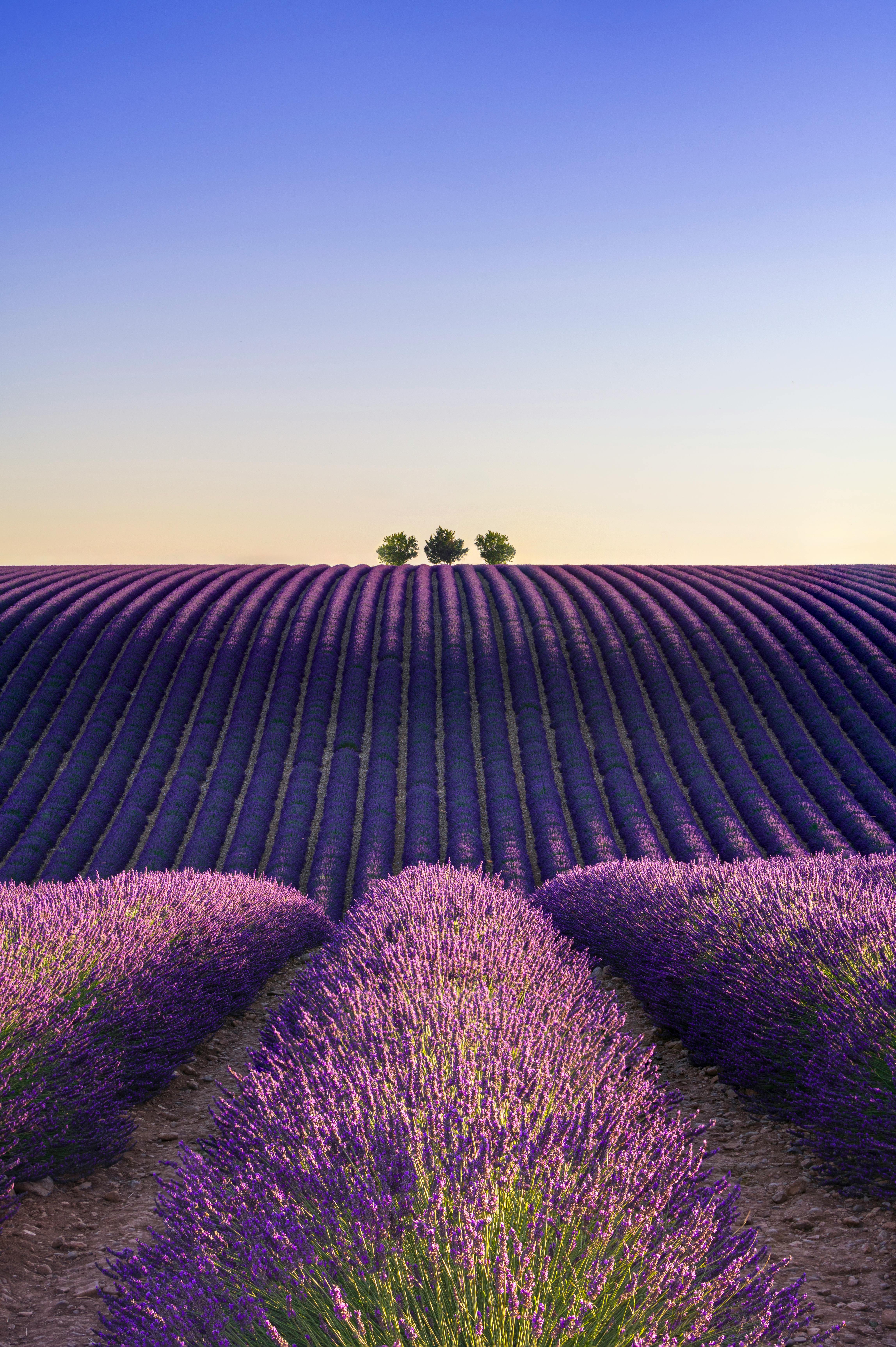 발랑솔(Valensole)의 라벤더 밭의 석양.