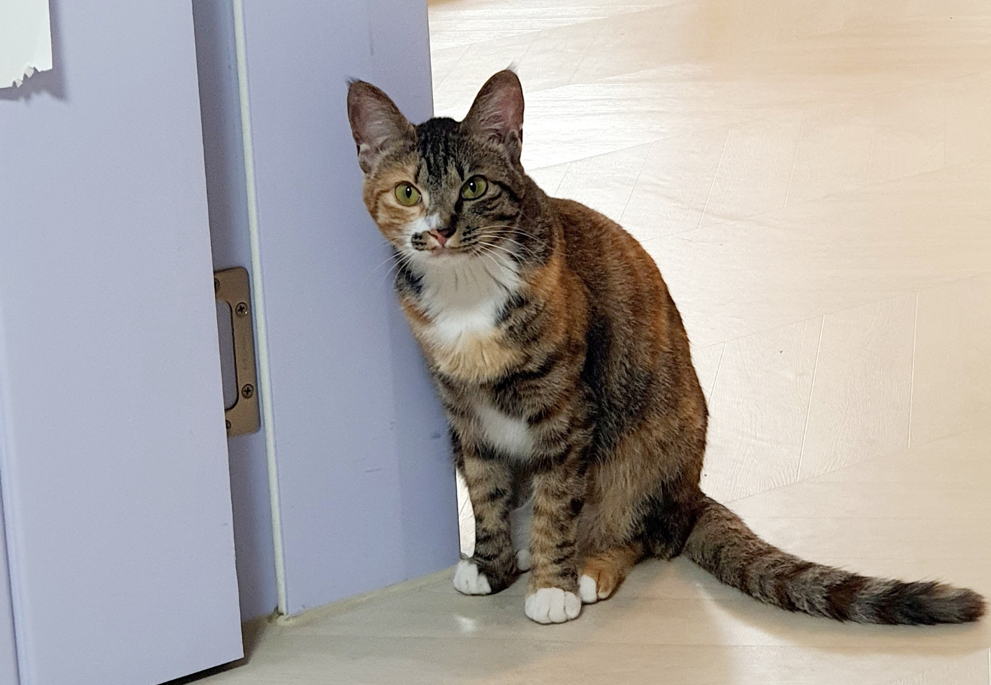 생각하는 고양이