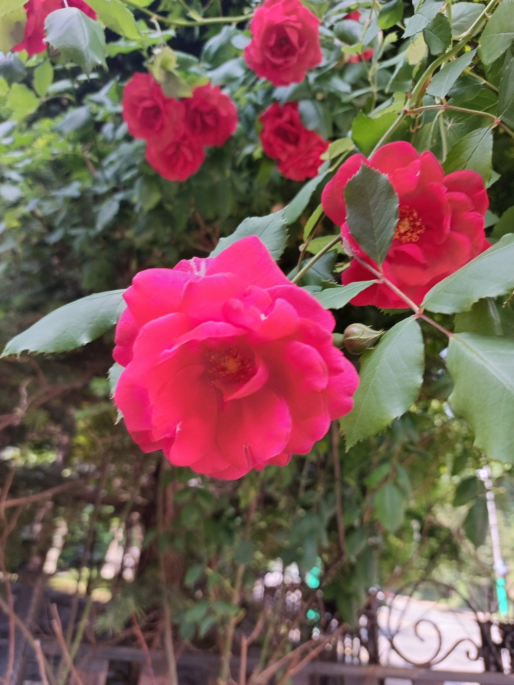 휄릭스에게서 온 편지