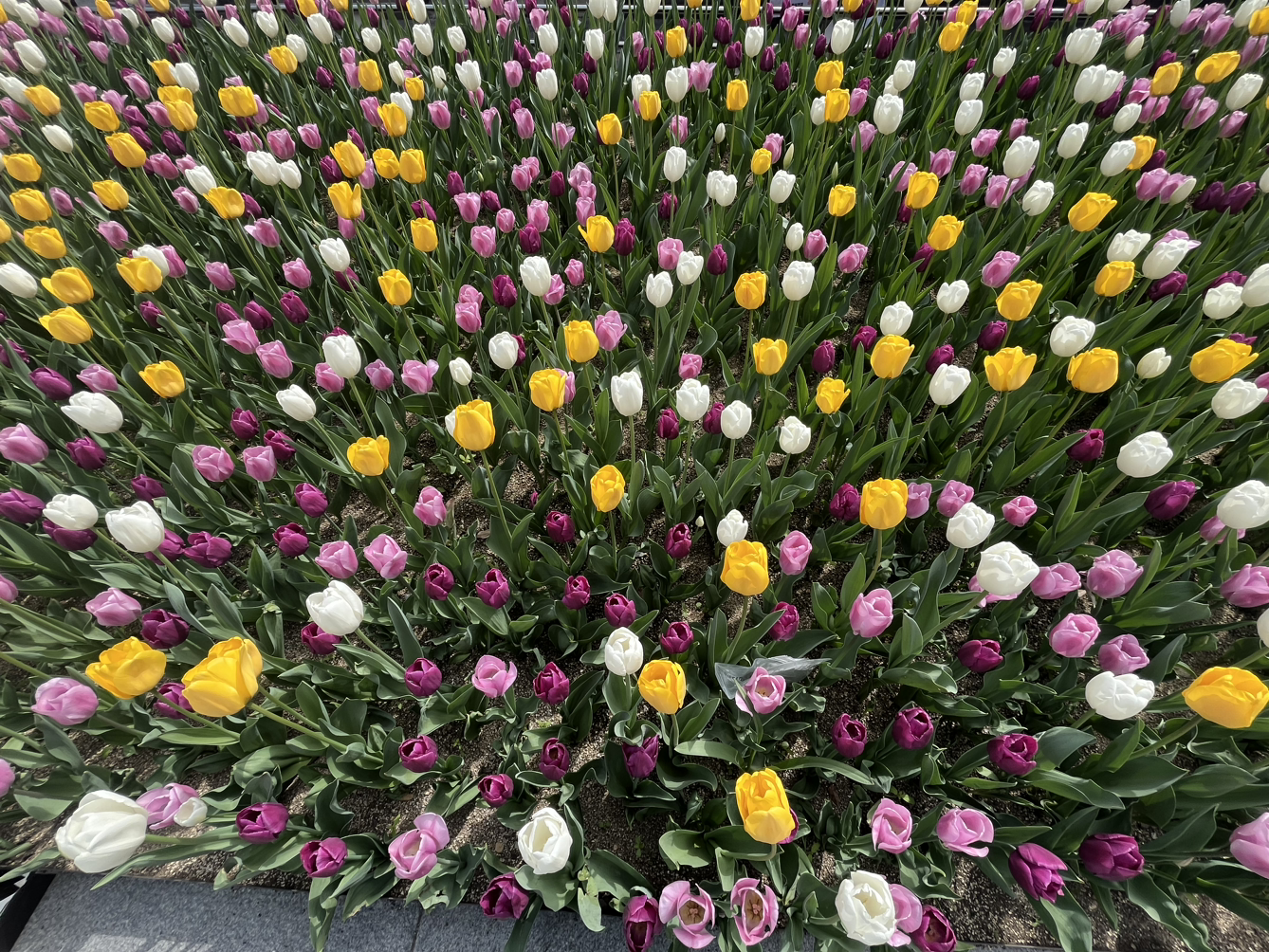 여유로운 강작가