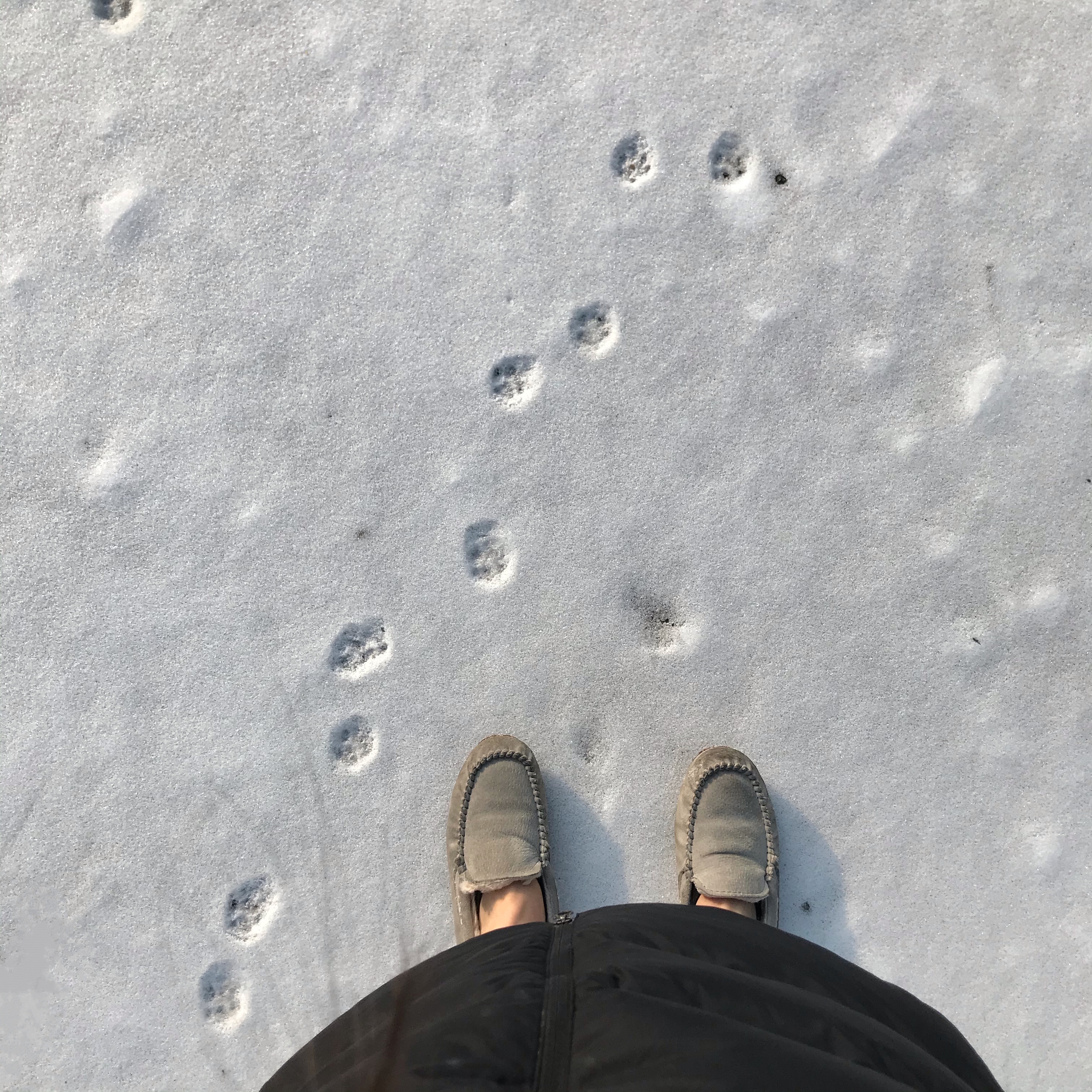 목못수
