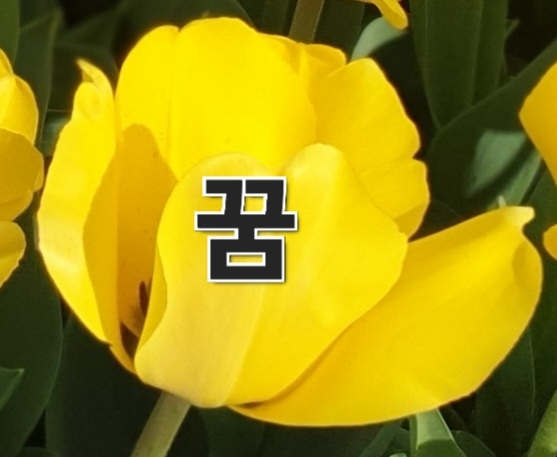 꿈꾸는 노란 튤립