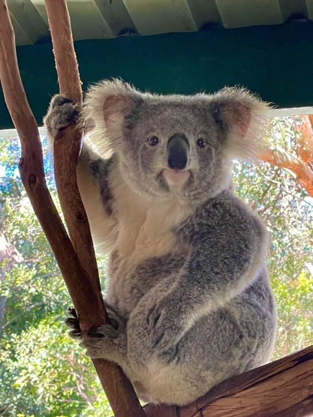 코알라는 꽐라야