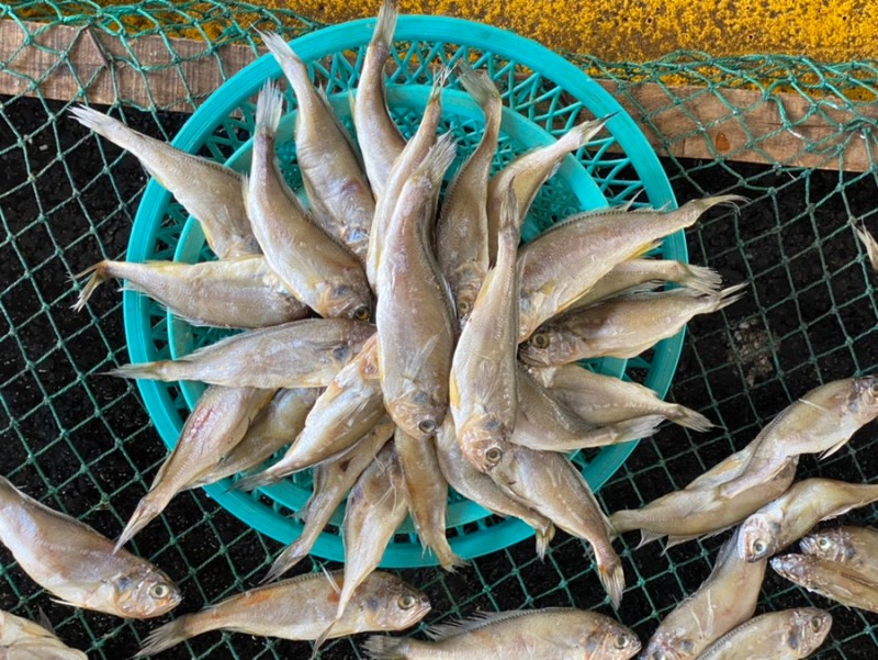 바다 바라기 이미지