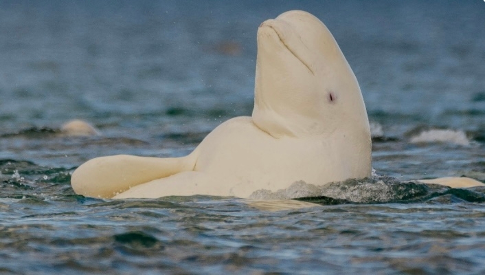 Beluga