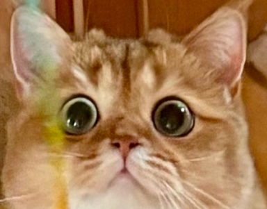 브로콜리너마저