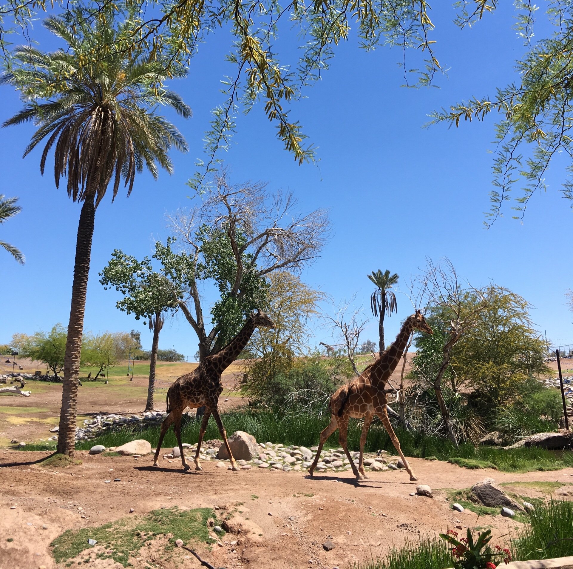 그림 그리는 기린