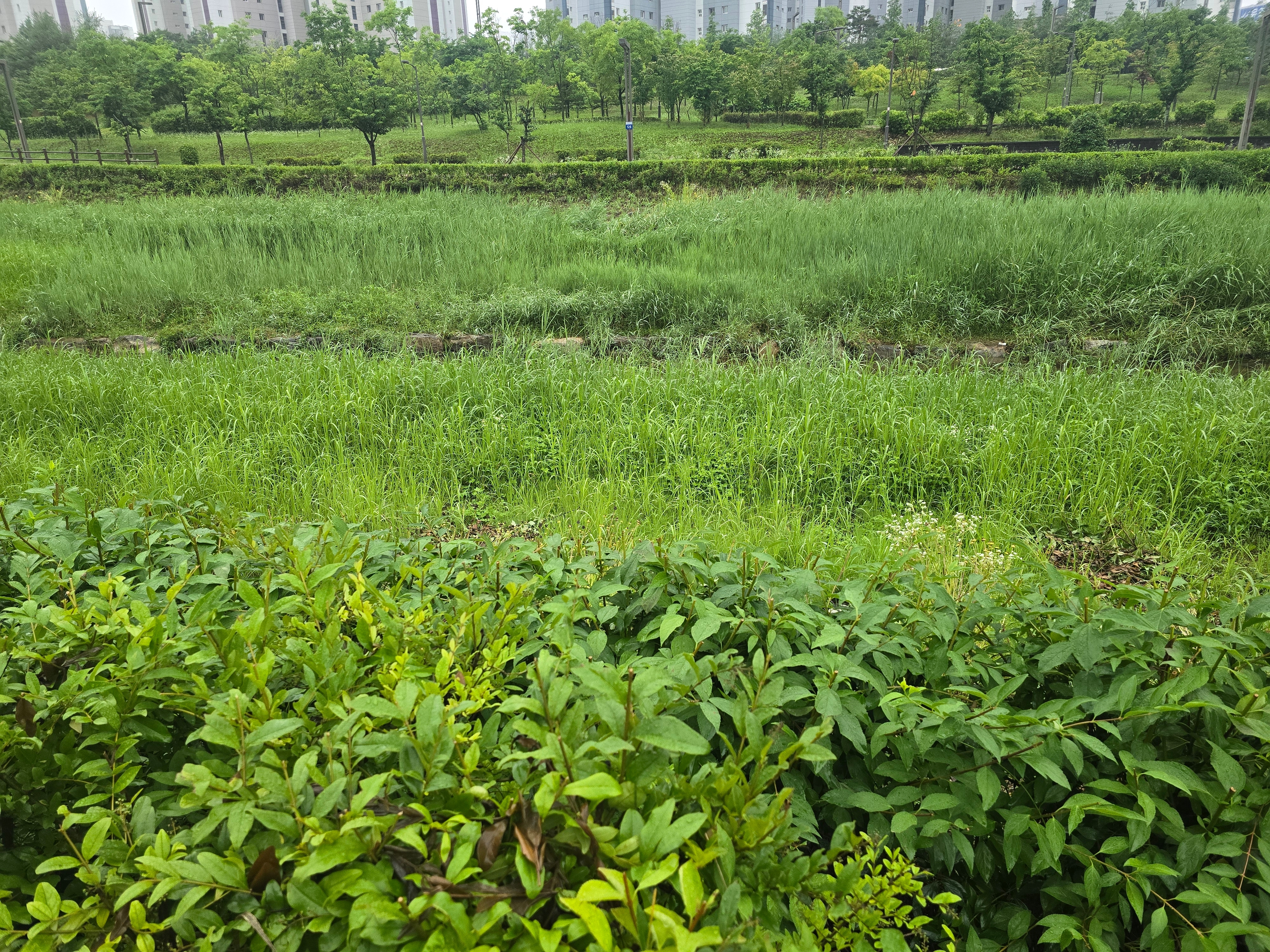 연초록푸른들판