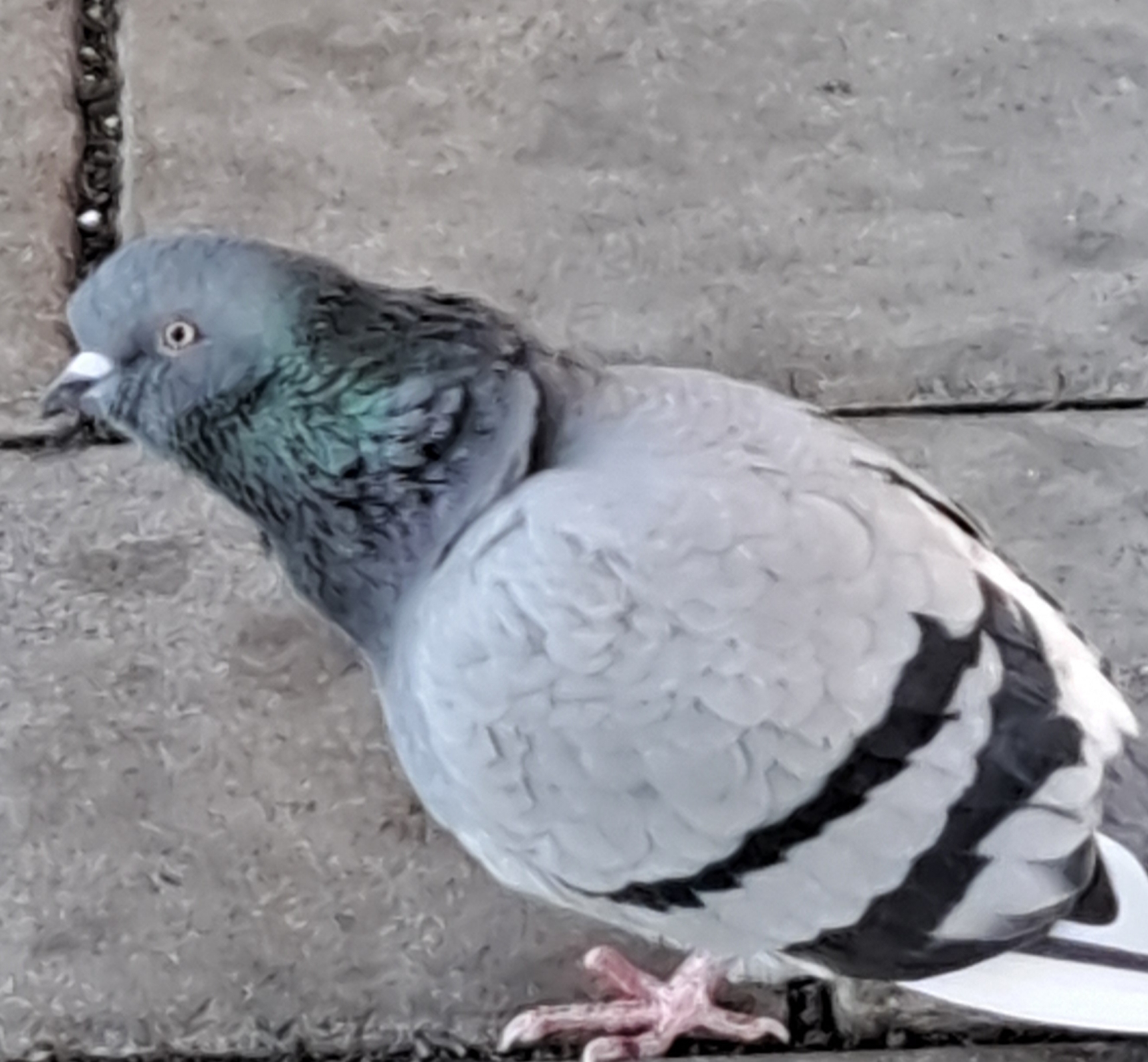 비둘기의 일기시