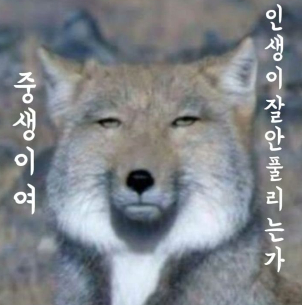 짹짹이
