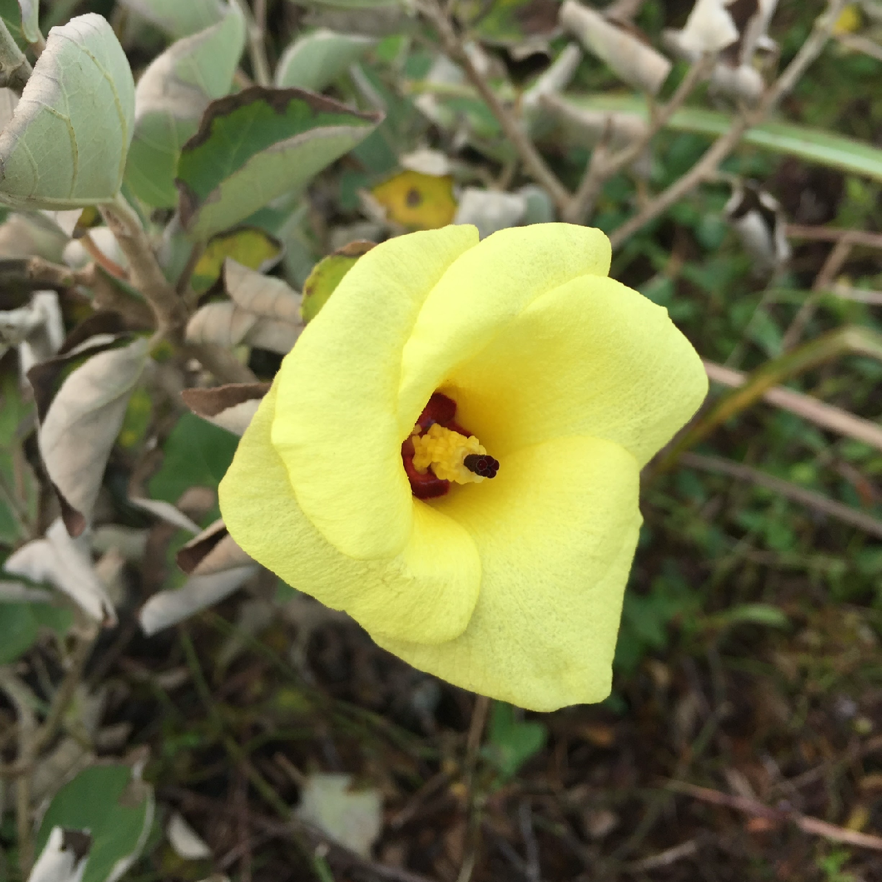 Hamabo