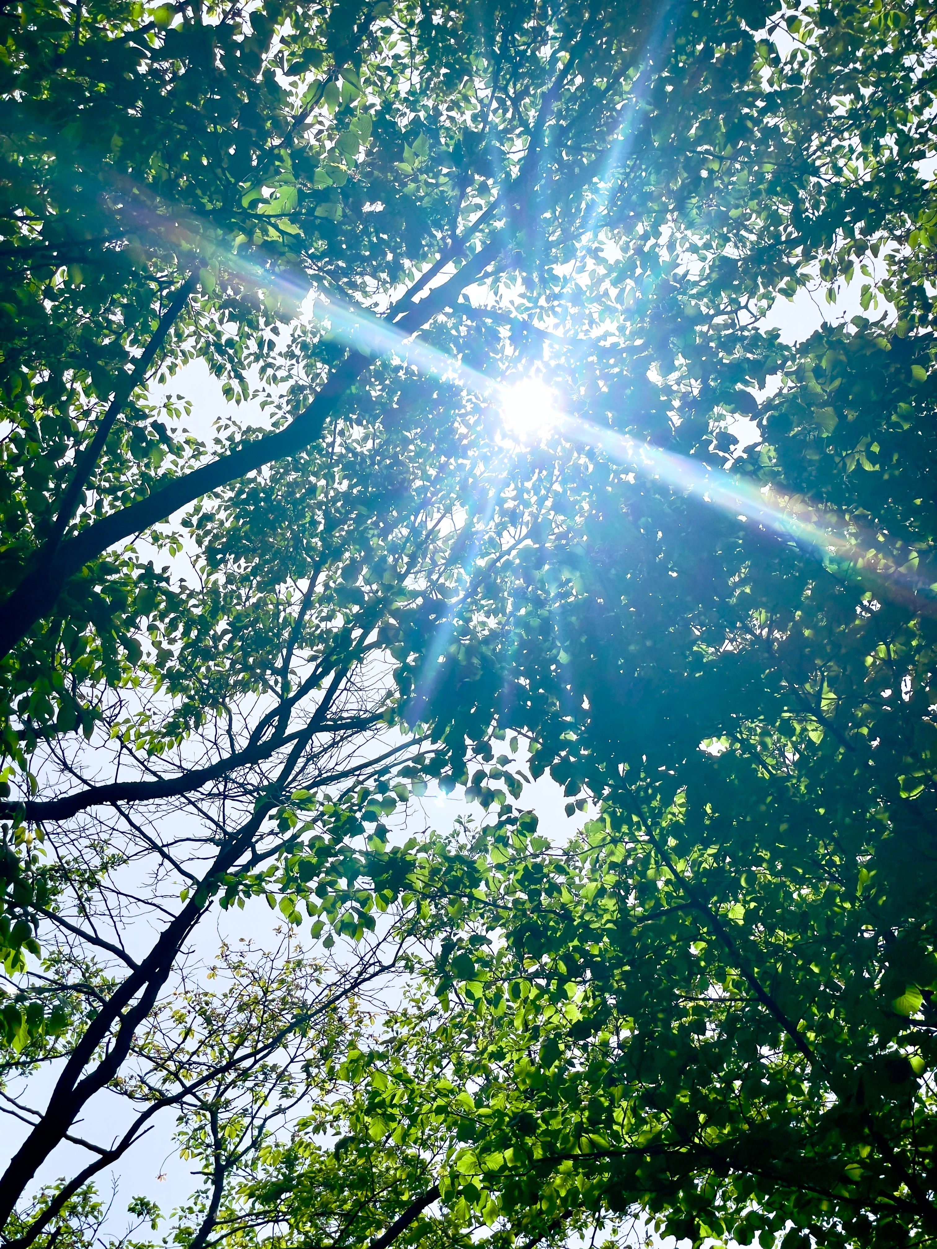 사이렐 진 Syrel Jin