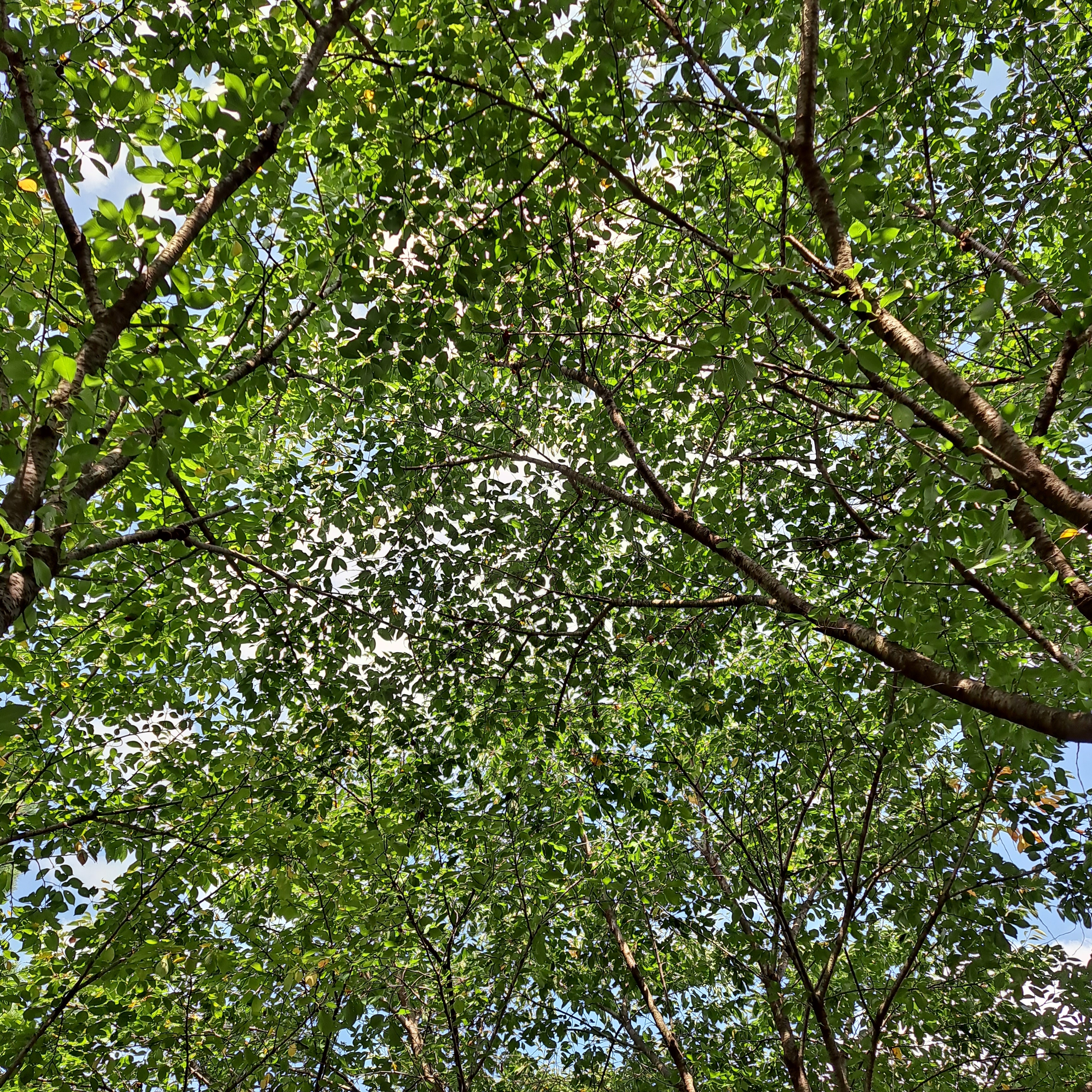 타는 목마름으로