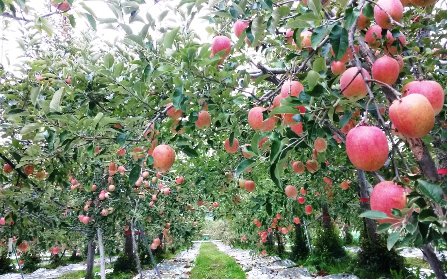 과수원 이미지