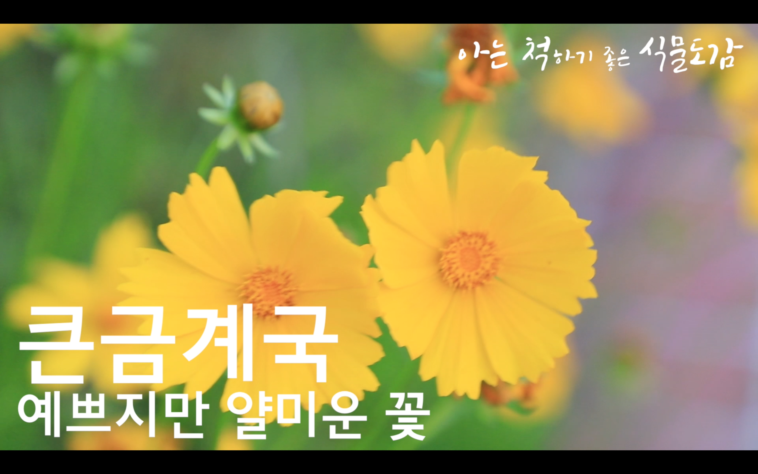 큰금계국 - 예쁘지만 얄미운 꽃