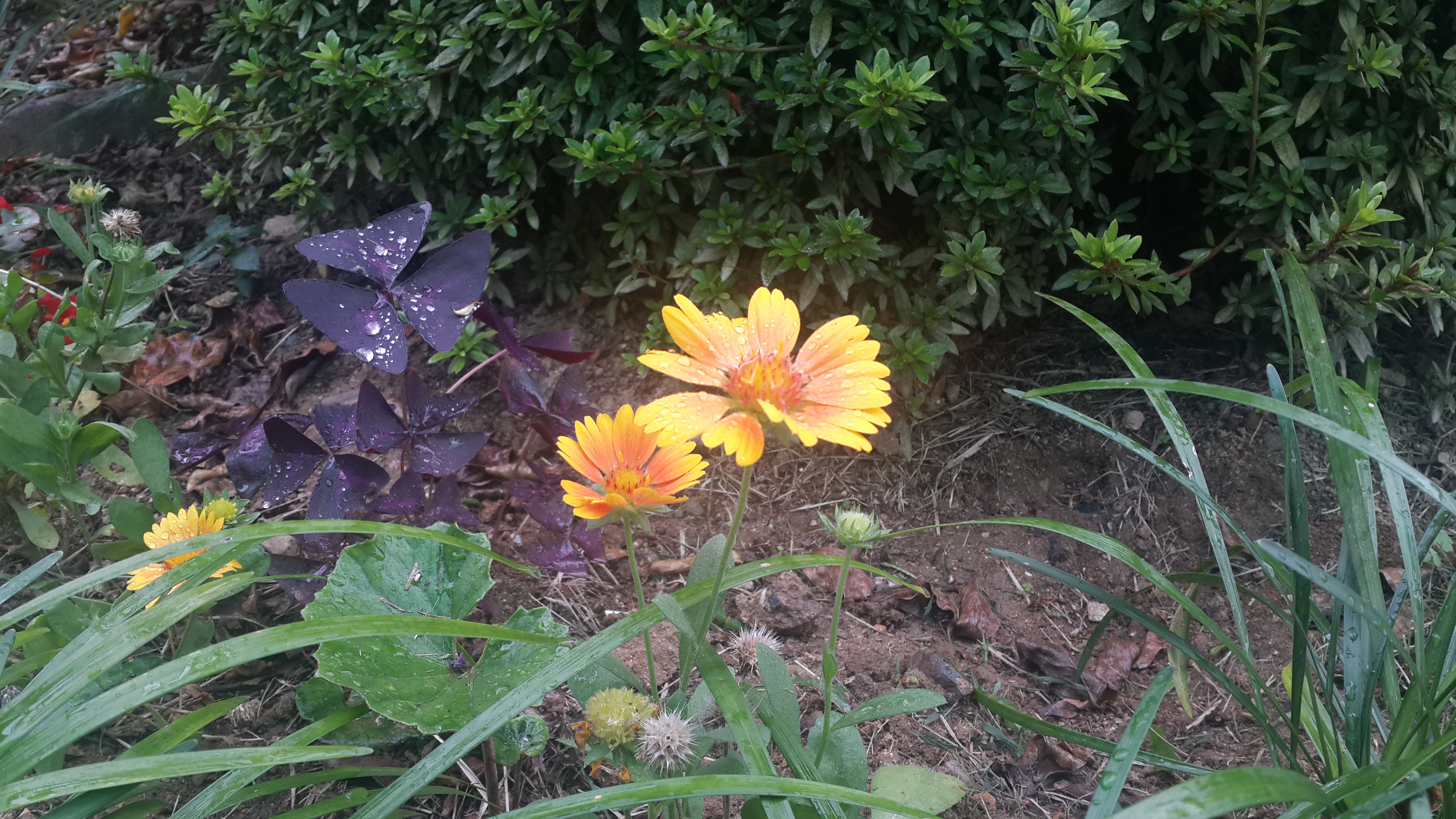 코스모스와 백합