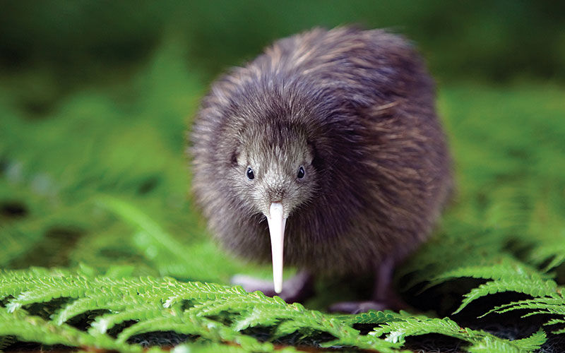 왜 뉴질랜드 사람을 키위(Kiwi)라 부르는 걸까?
