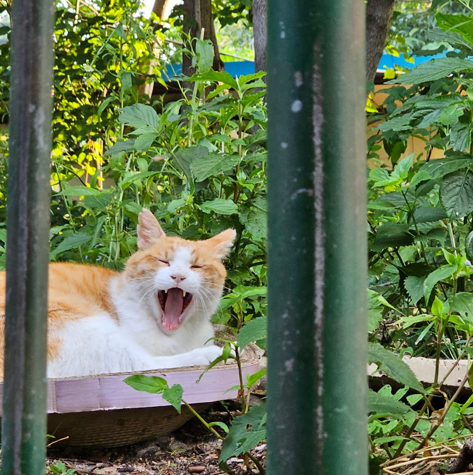 샌프란 찐노을 매니아