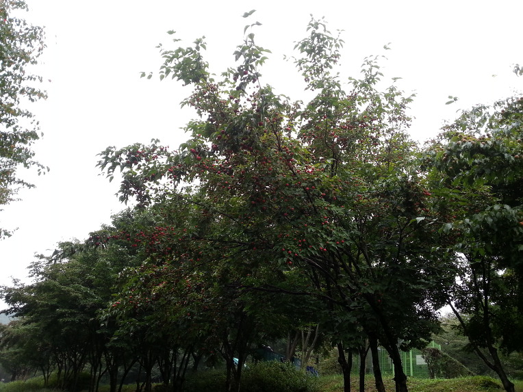 숲에서 온 종달새 편지(10.9.일. 산딸나무 이야기)