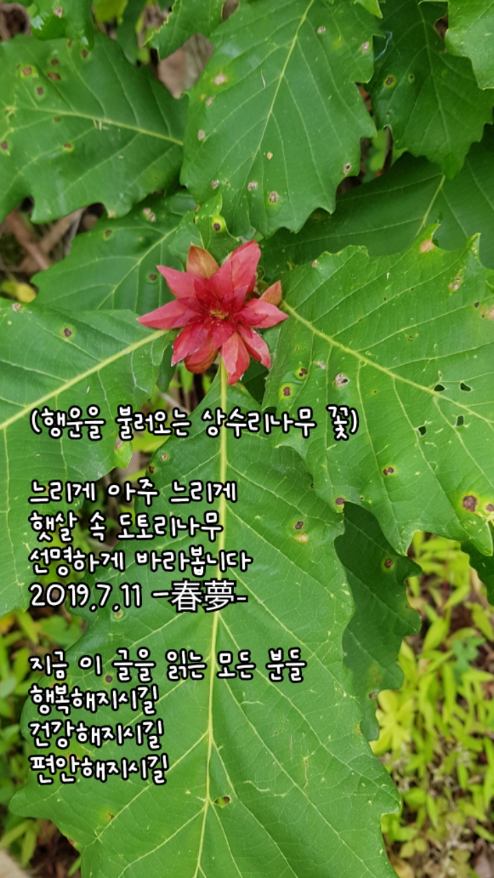 상수리 이미지