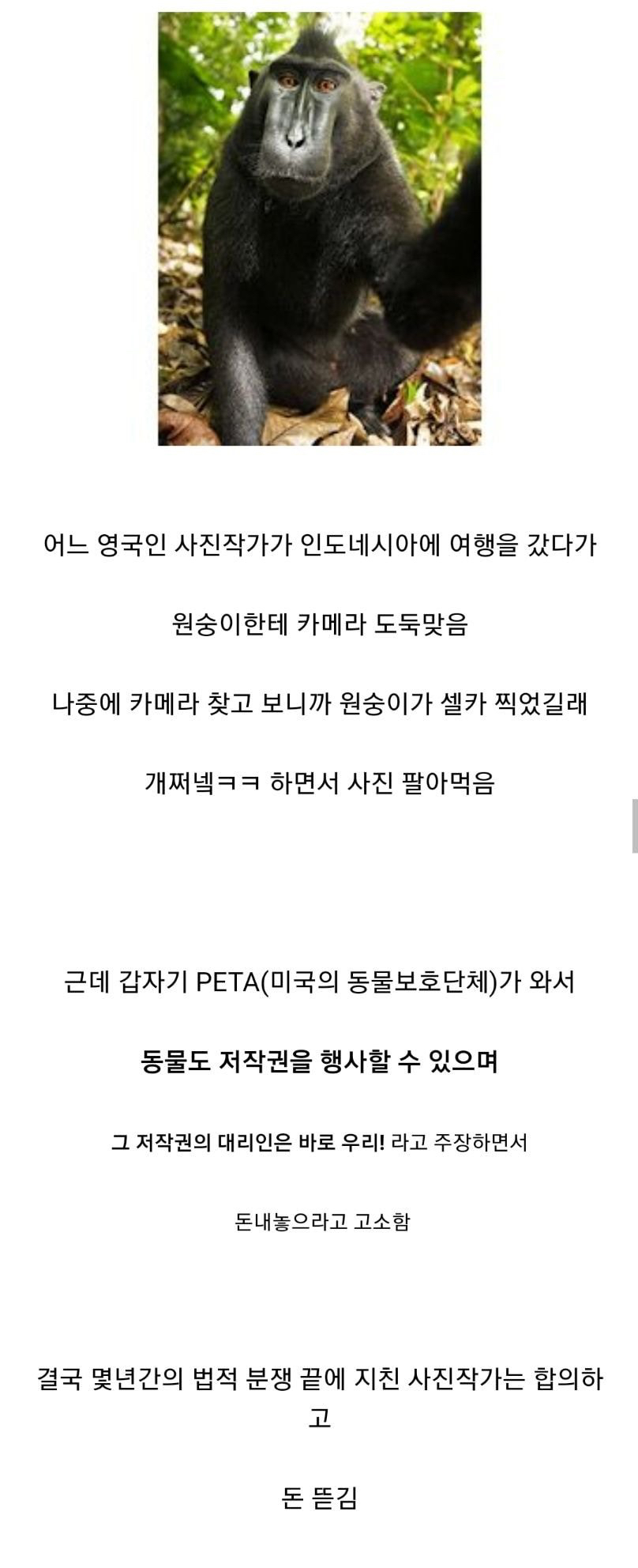 저작권 분쟁중 역대급 추함.jpg | 인스티즈