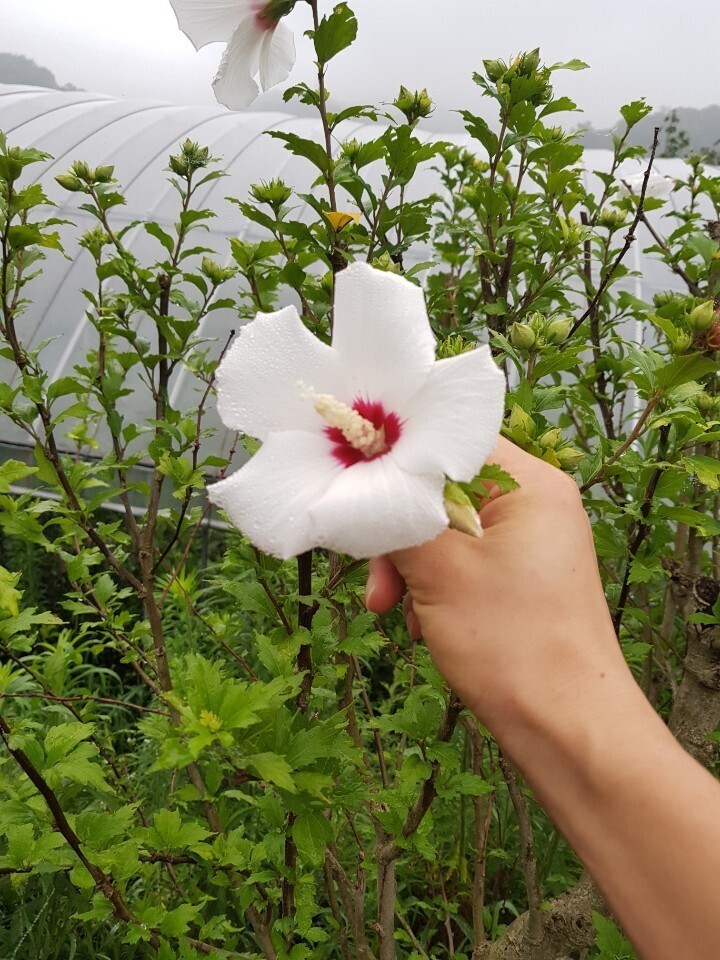 무궁화슈퍼 이미지