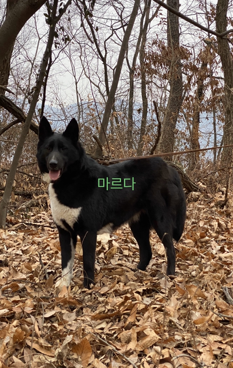 구르 이미지