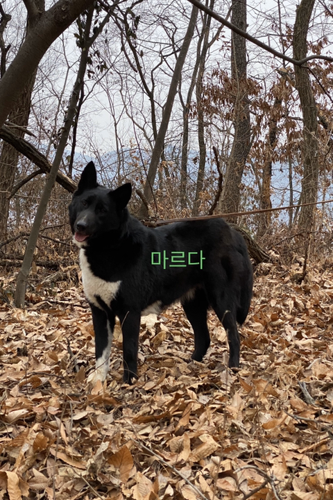 구르 이미지