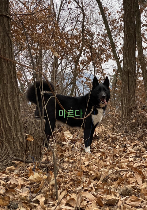 구르 이미지