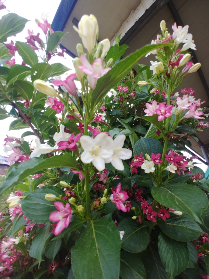삼성사 이미지