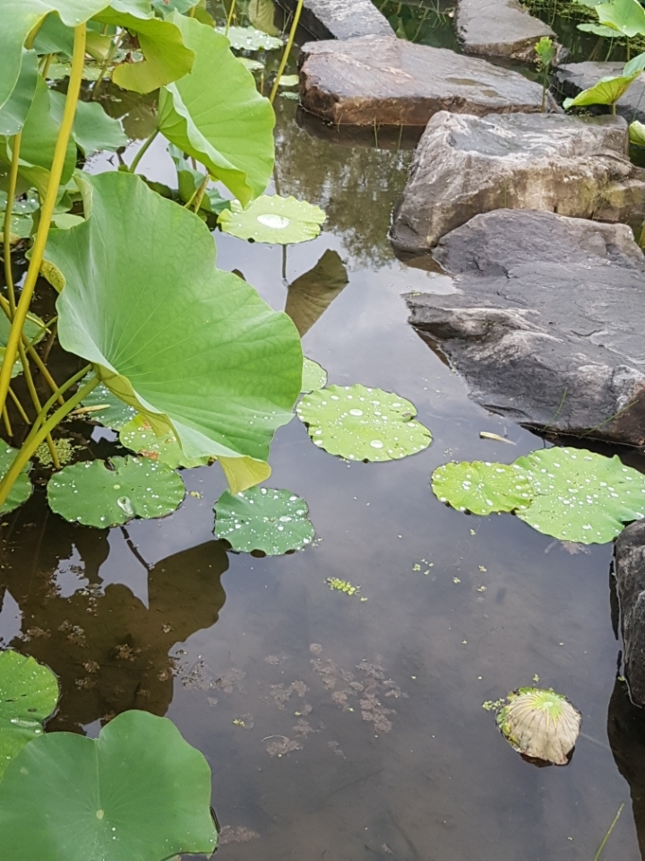 부여칼국수 이미지