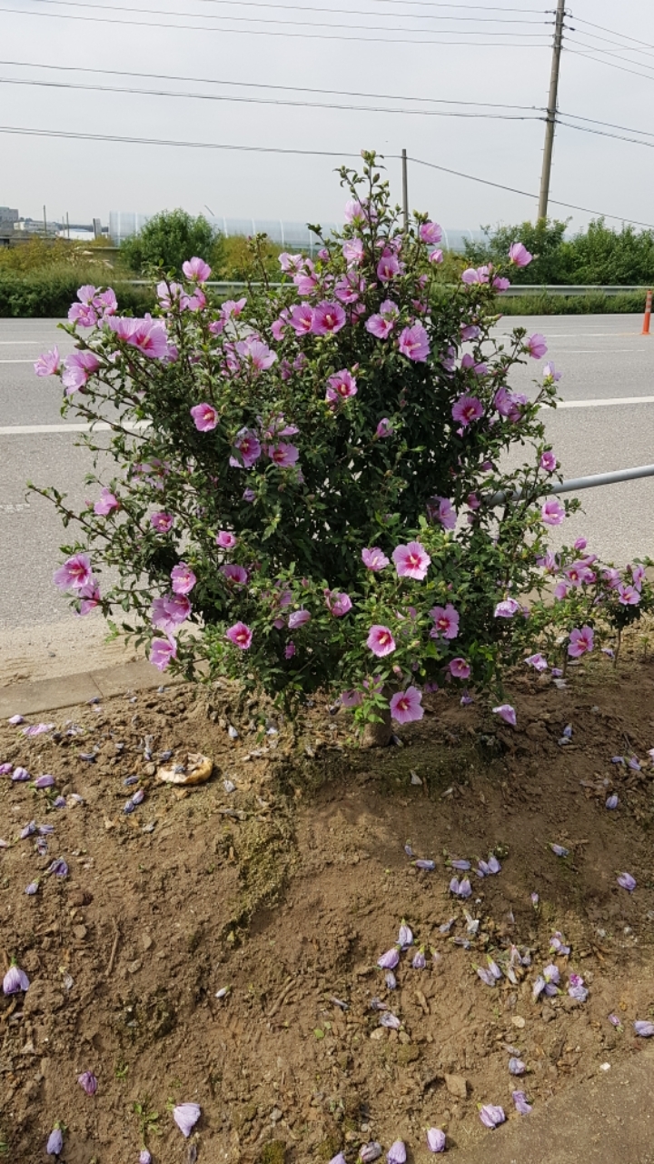삼일주유소 이미지