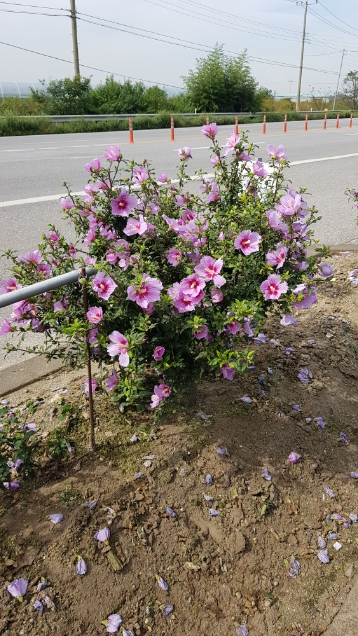 삼일주유소 이미지