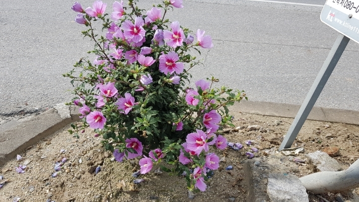삼일주유소 이미지