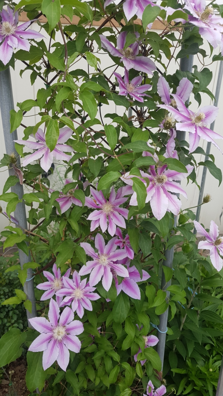 산삼골 이미지
