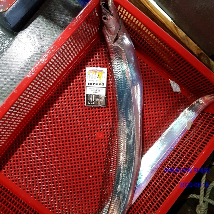 거제갈치도 이미지
