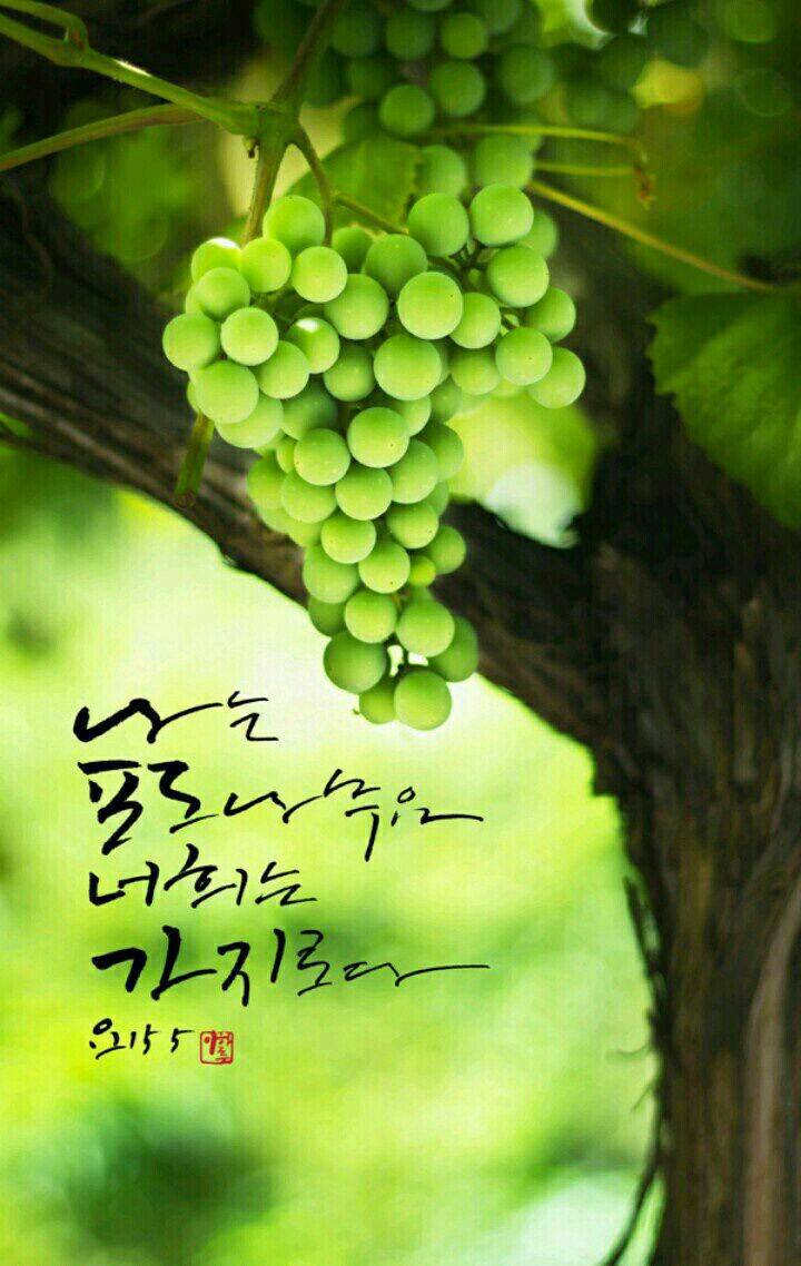 포도나무 이미지