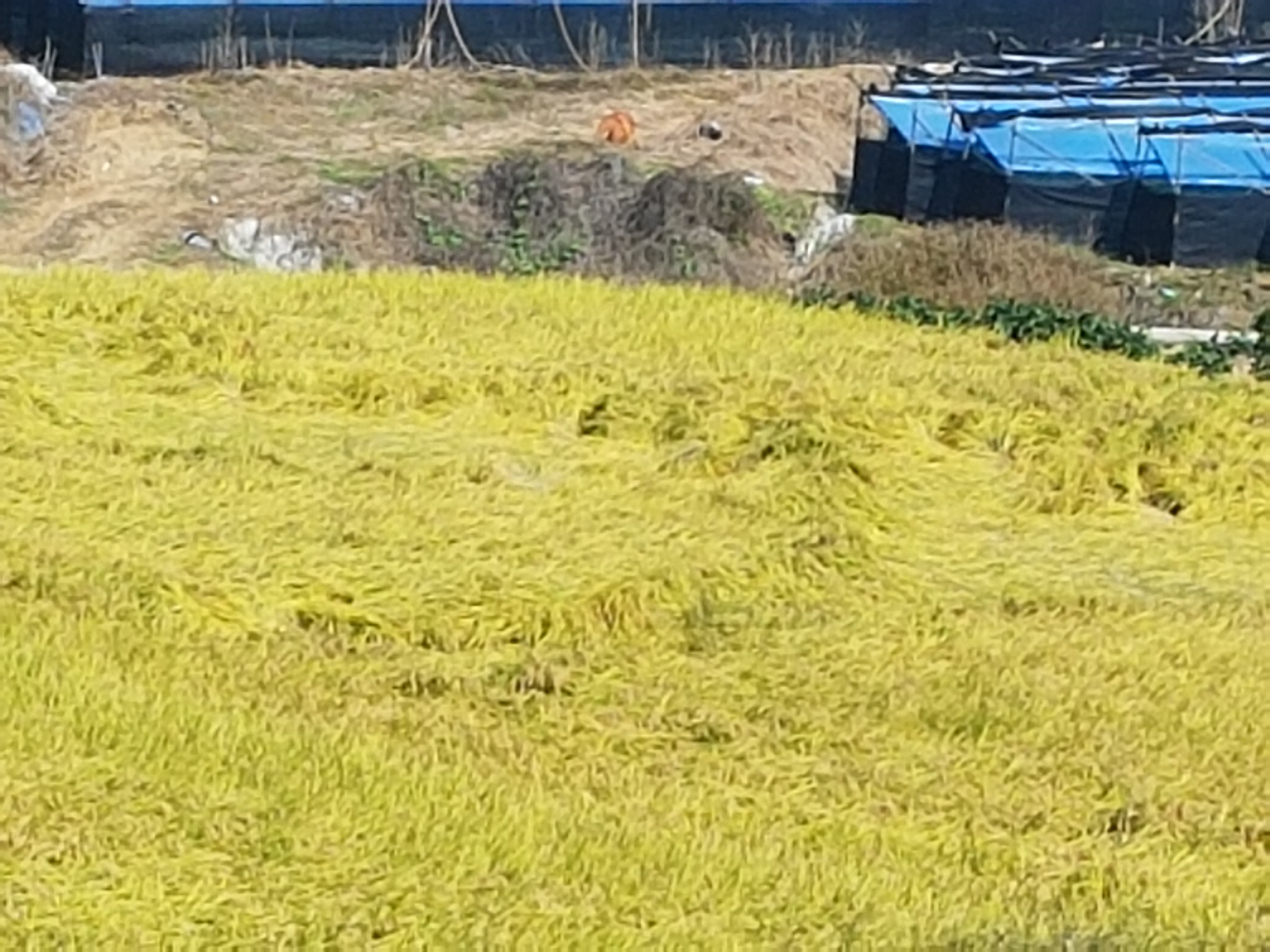 청용주유소 이미지