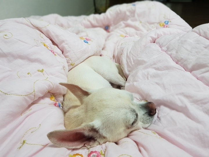 복길이네 이미지