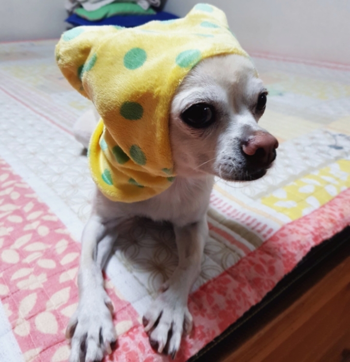 복길이네 이미지