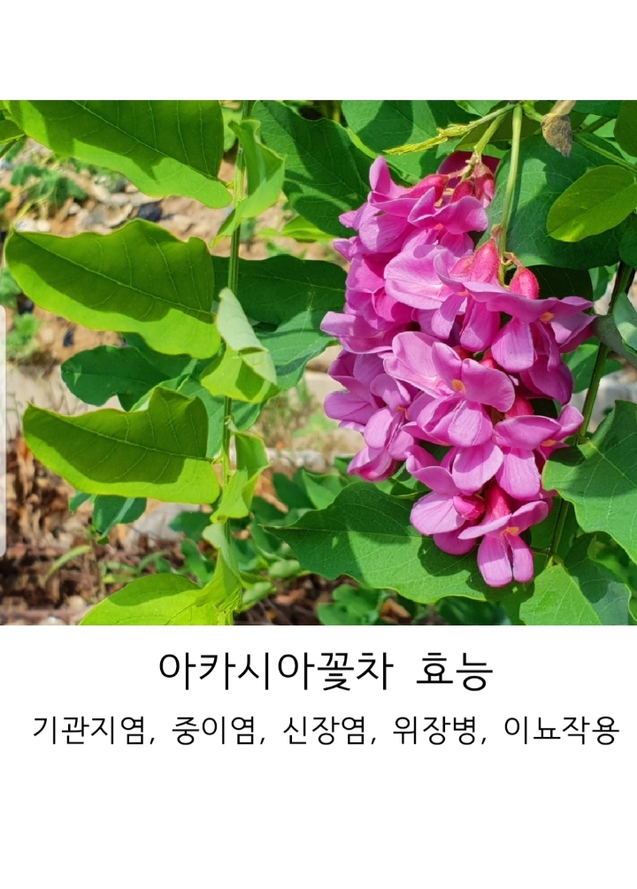 분홍꽃차 이미지