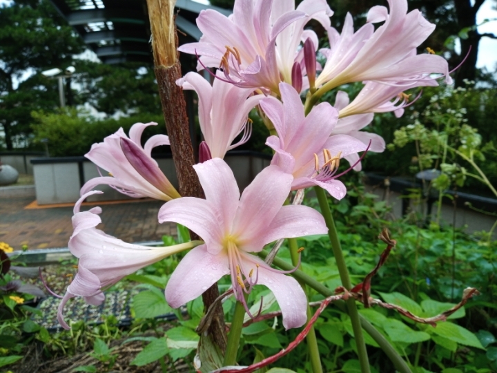 상상화로 이미지